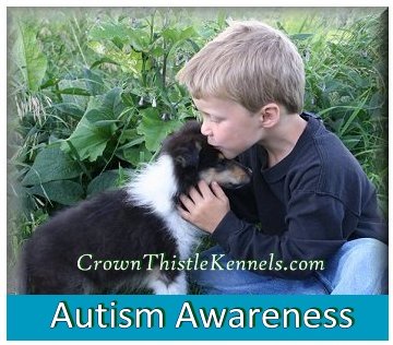 Collies are exceptional dogs with children and make excellent Assistance and Therapy dogs.