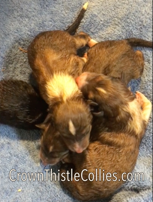 Collie Newborn puppies