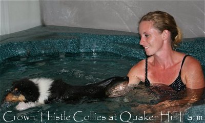 teaching a Collie puppy to swim