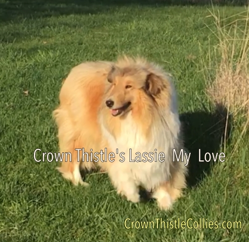 Crown thistle hot sale collies