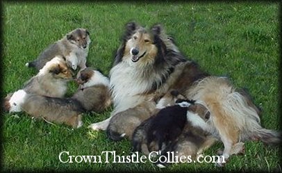 The Rough Collie AKA The Lassie Dog: everything you need to know