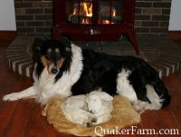 Willow and orphan lamb