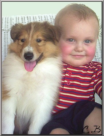 Collie puppy at Quaker Farm, Little Lassie, faithful collie, and fun family friend