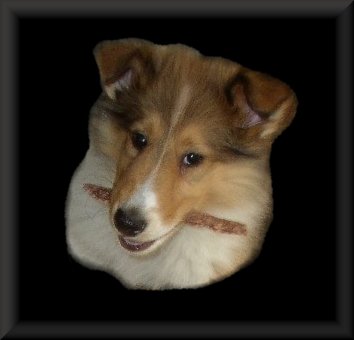 A Beautiful Sable and White Crown Thistle Collie Pup