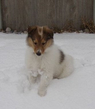 a Sable factored white Crown Thistle pup