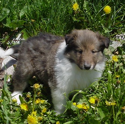 A dandy Crown Thistle pup!