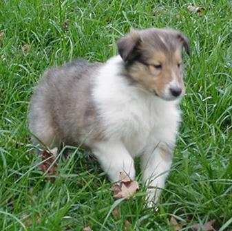 A Beautiful Sable and White Crown Thistle Collie Pup