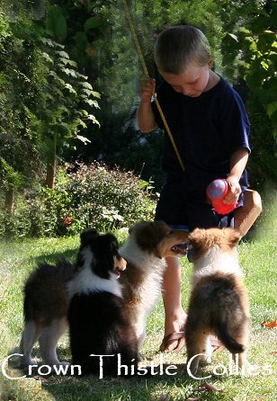 Animal Planet filming Crown Thistle collie pups at Quaker Farm.