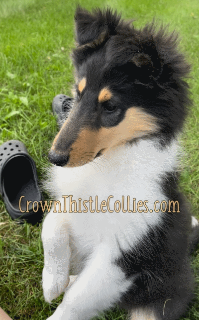 Female tricolor collie puppy, the best MICHIGAN collies