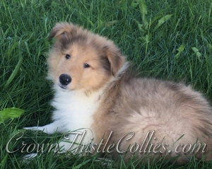 sable and white male Collie dog at Crown Thistle Collies in Michigan